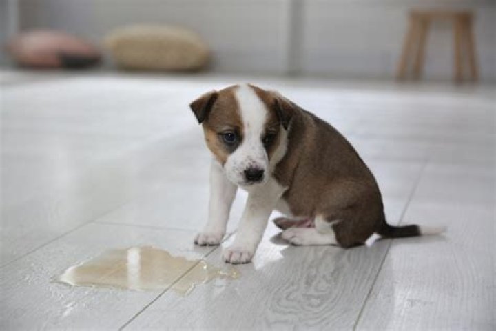 Why does my puppy pee inside after being outside?