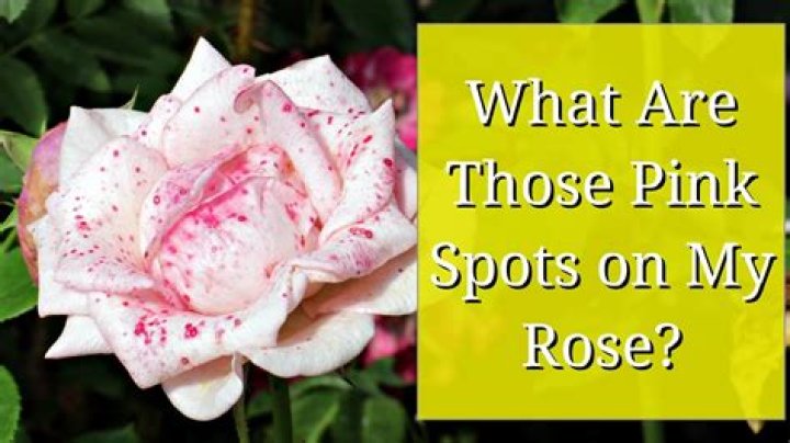 Why has my pink rose turned white?