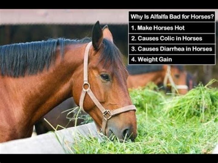 Why is alfalfa bad for horses?
