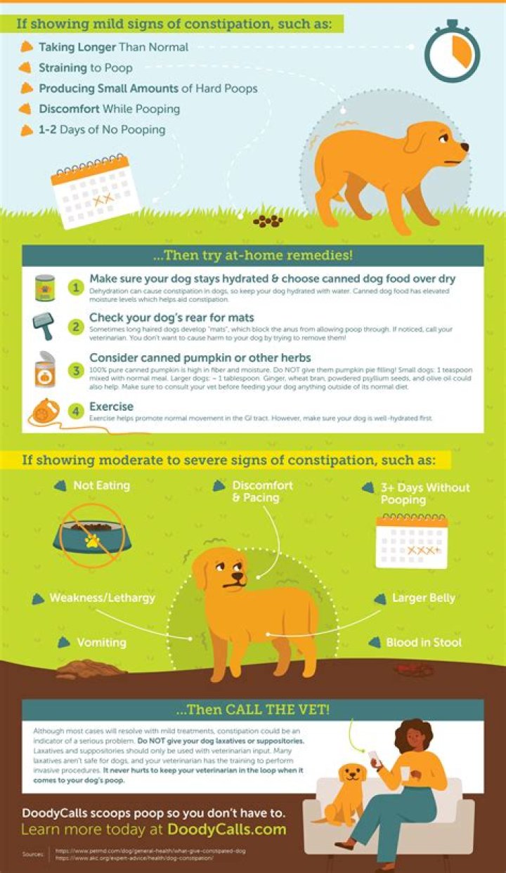 Why is my dog going psycho?