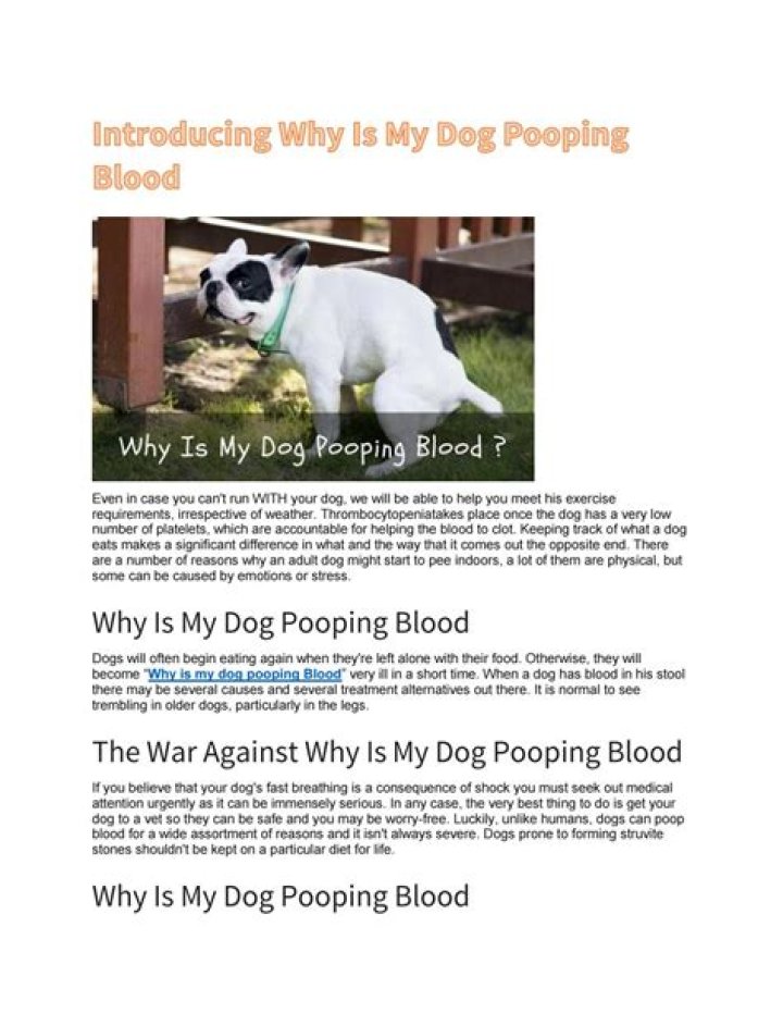 Why is my dog pooping straight blood?