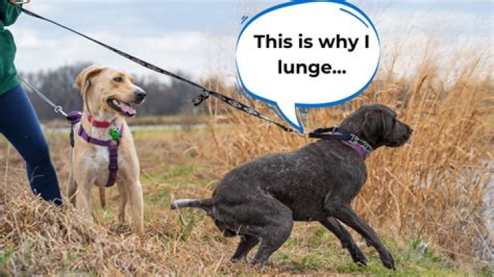 Why is my dog suddenly lunging at me?