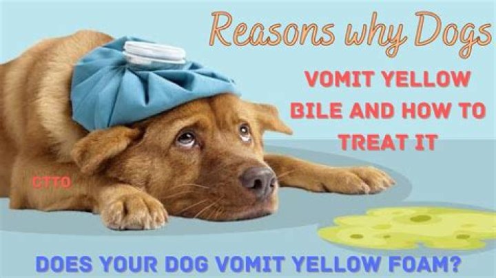 Why is my dog vomiting yellow bile with white foamy stuff?