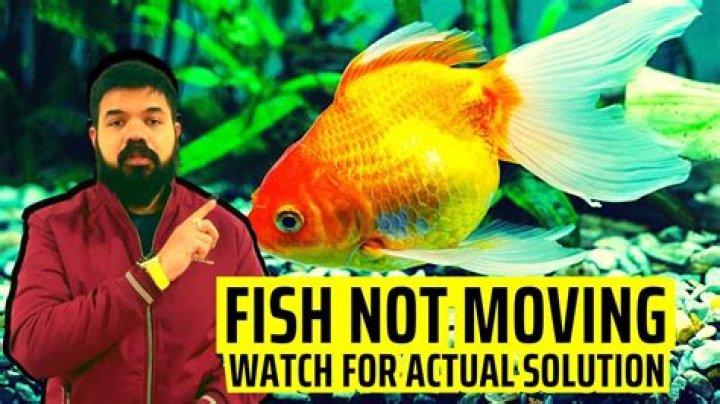 Why is my fish not moving but still alive?