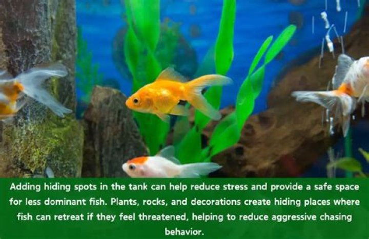 Why is my goldfish hiding in a corner?