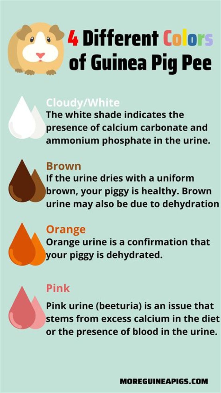Why is my guinea pig pee white?