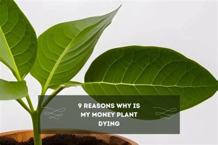 Why is my money plant dying?