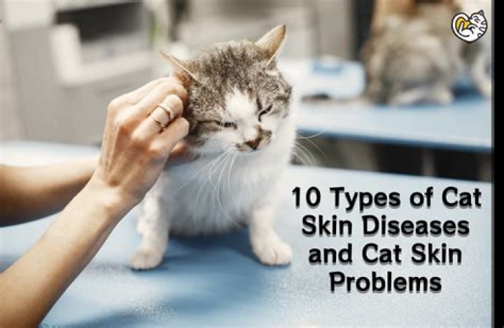 Why is my old cat skin and bones?