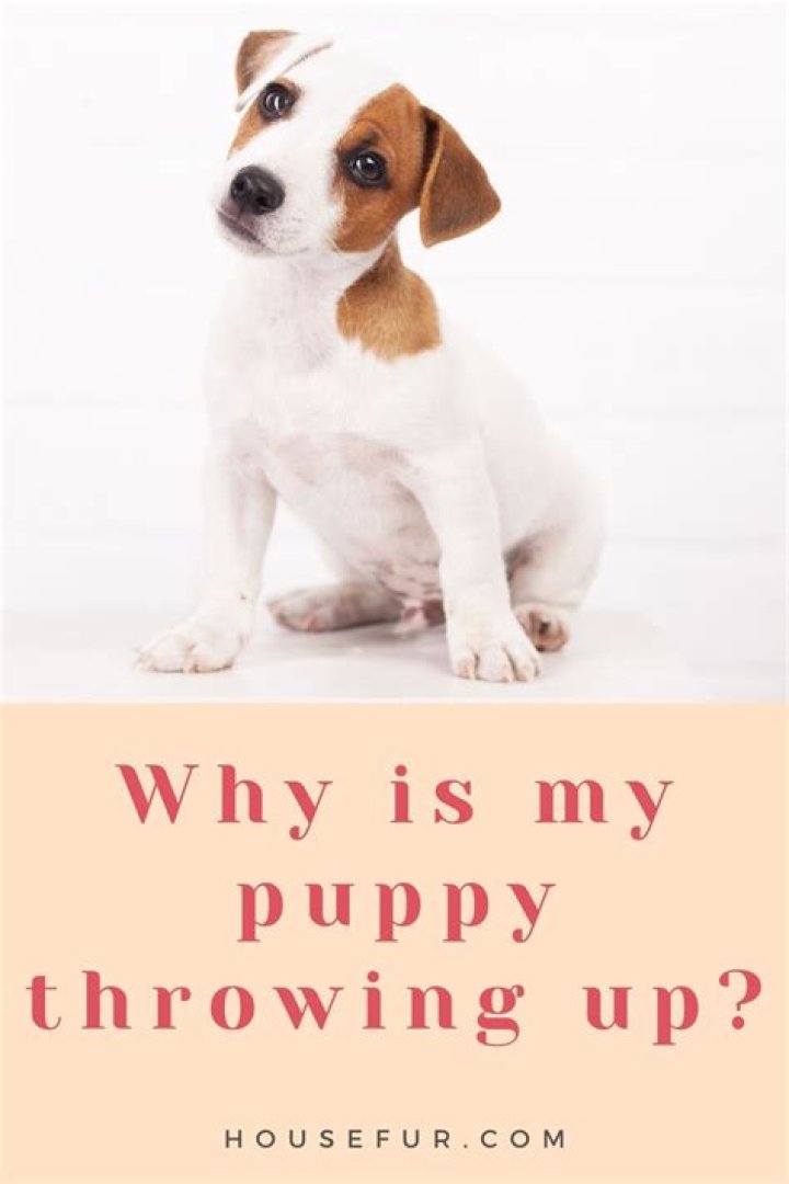 Why is my puppy throwing up yellow?