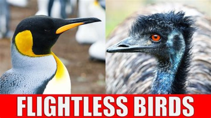 WHY IS Pit flightless?