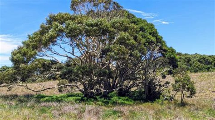 Why is the koa tree so special?