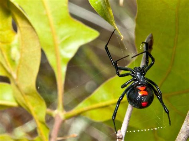 Will Black Widows come back to life?