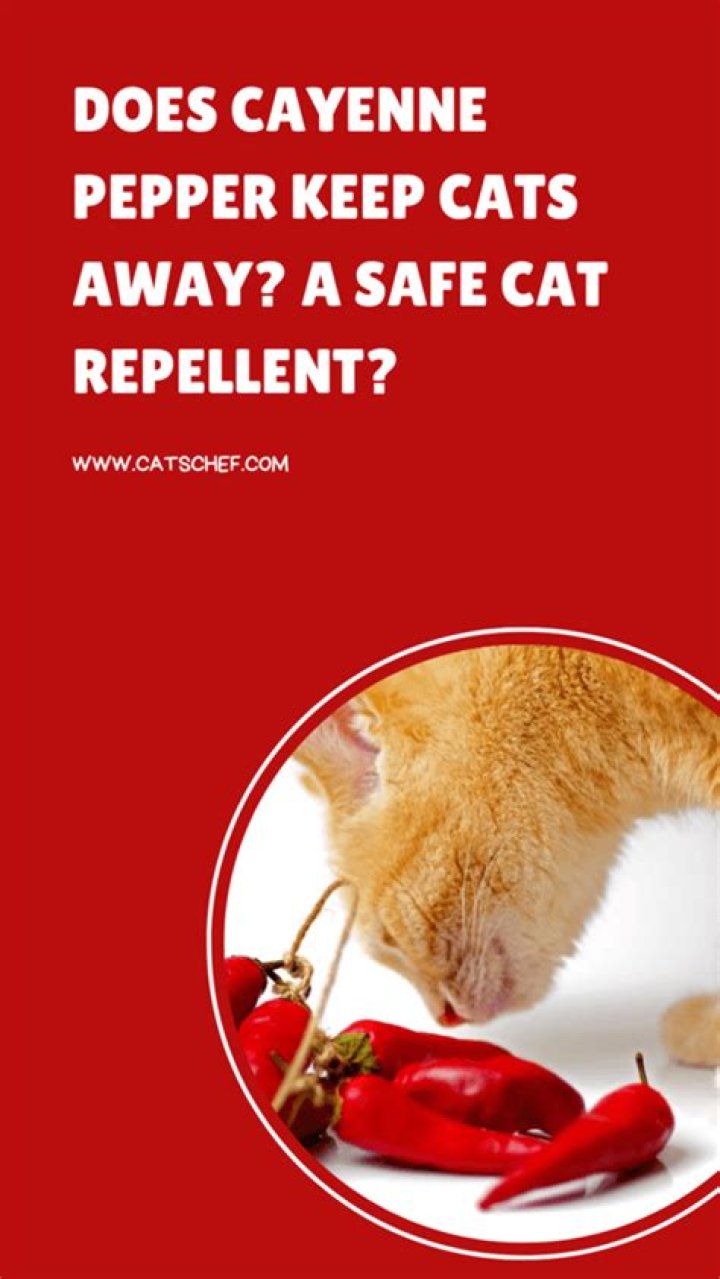 Will cayenne pepper repel cats?