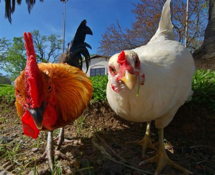 Will chickens peck each other death?