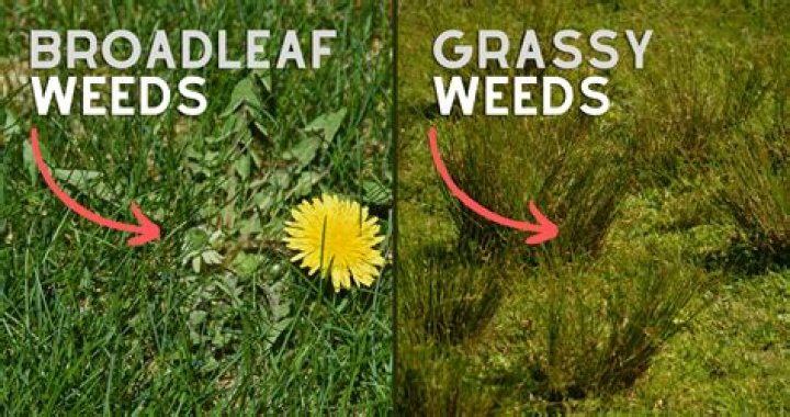 Will dead weeds go away?