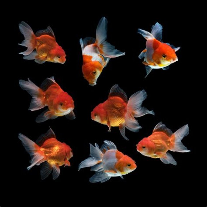 Will goldfish eat their babies?
