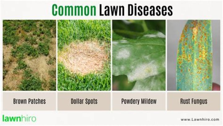 Will lawn fungus go away on its own?