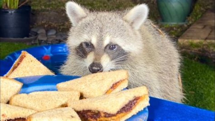 Will Peanut Butter attract raccoons?
