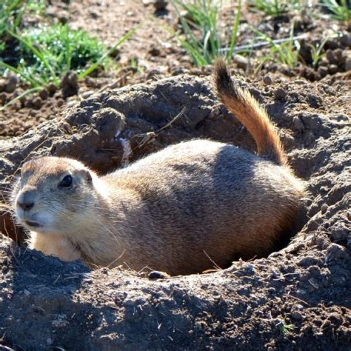Will used cat litter keep groundhogs away?