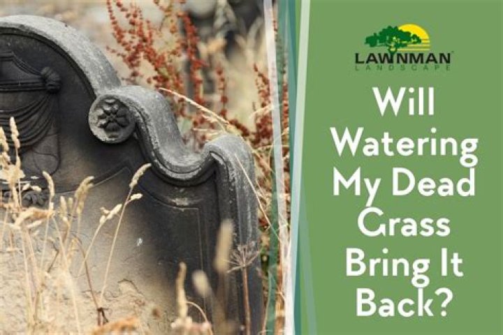 Will watering dead grass bring it back?